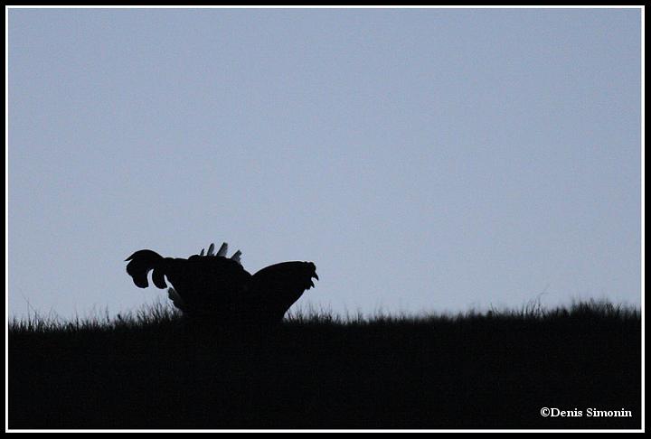 parade de tétras lyres au lever du jour